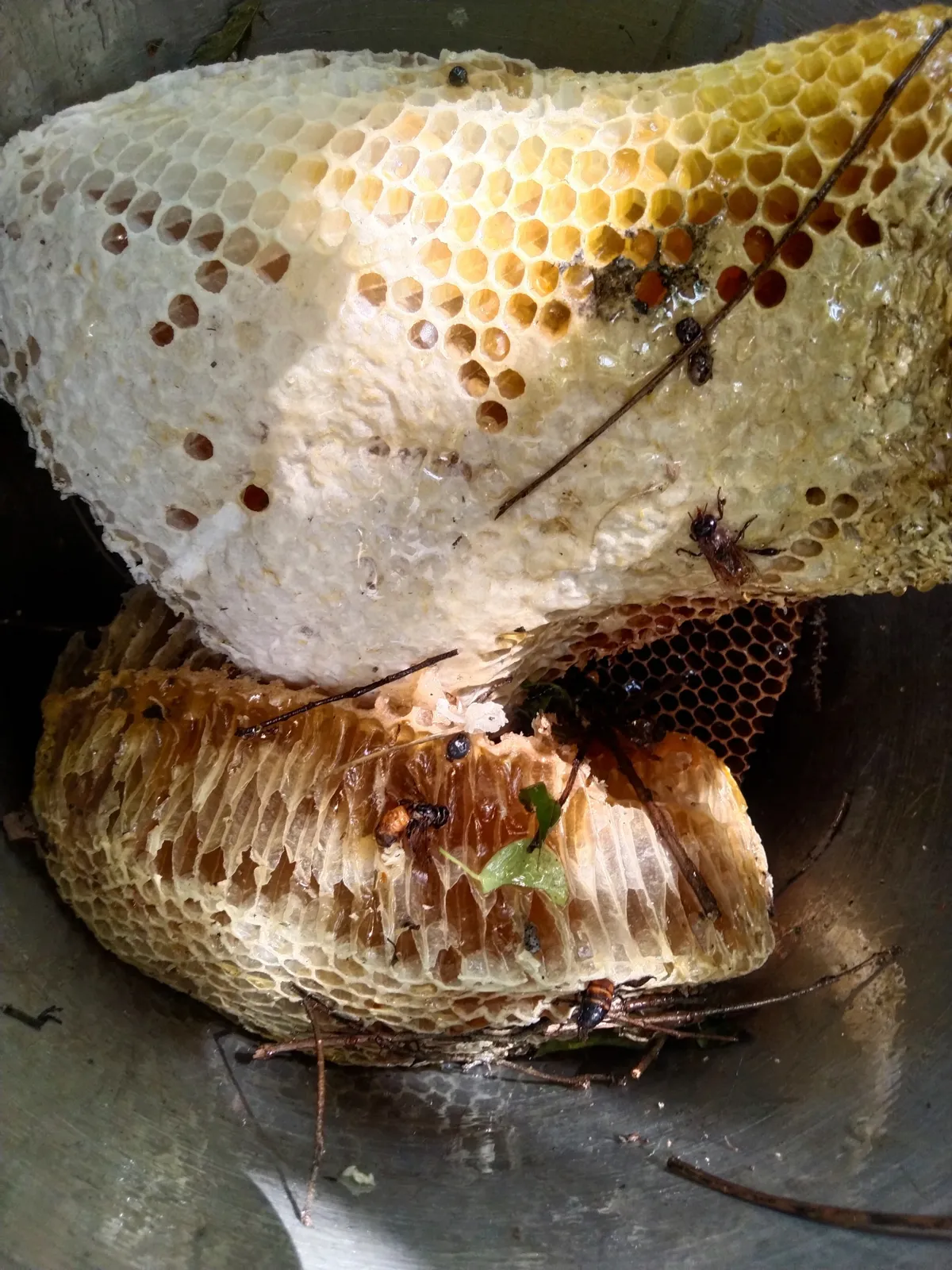 Pure Honey raw materials